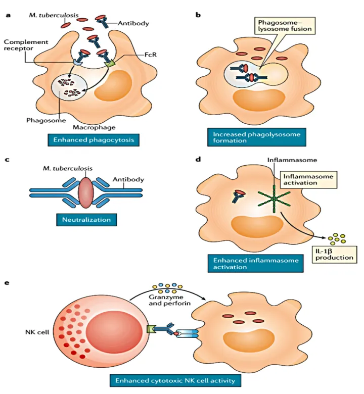 Fig.  (2).  Potential  Mechanisms  of  Antibody-mediated  protection  against  M.  tuberculosis  [24]