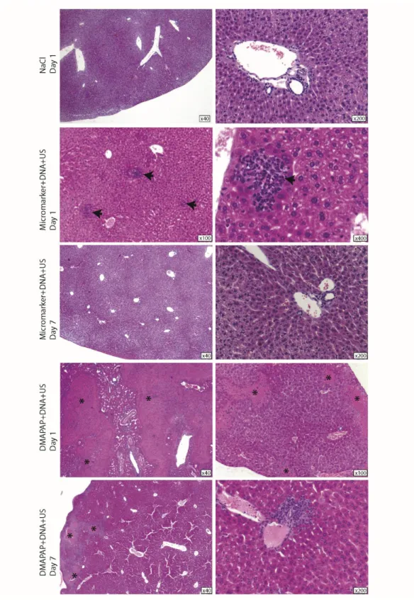Figure  7:  Histological  examinations  of  liver  sections.  Histological  analyses  were  performed  on  liver  sections  from  mice  tail- vein  injected  with  pDNA  and  MB  followed  by  US  exposure  using  optimal  conditions  (930  kPa;  100  Hz  