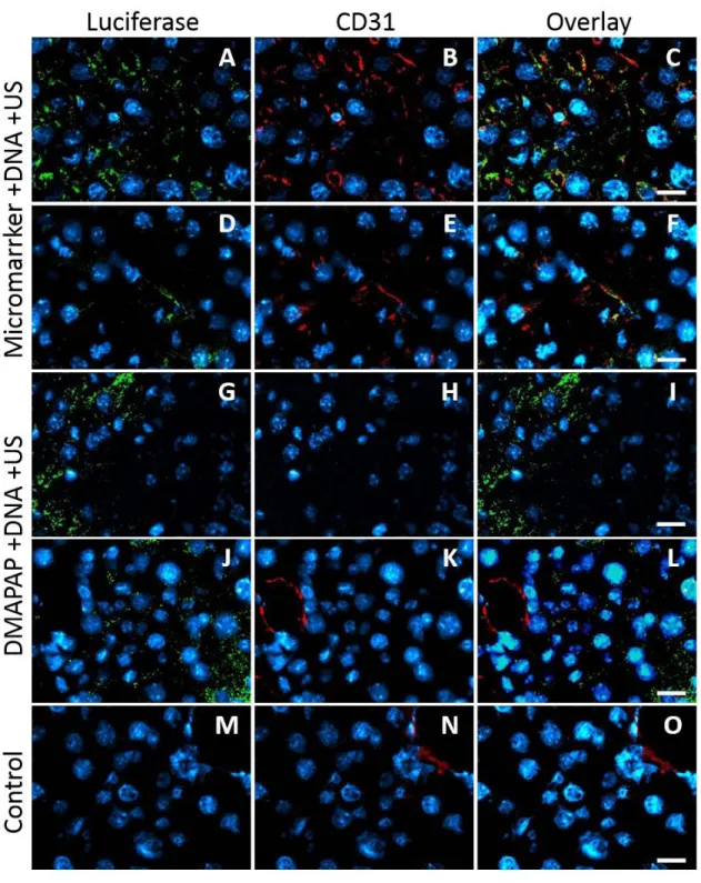 Figure 8: Assessment of transfected cell type by immunohistochemistry. Mice were tail vein  injected with pFAR-LUC complexed with DMAPAP MB or co-injected with Micromarker™
