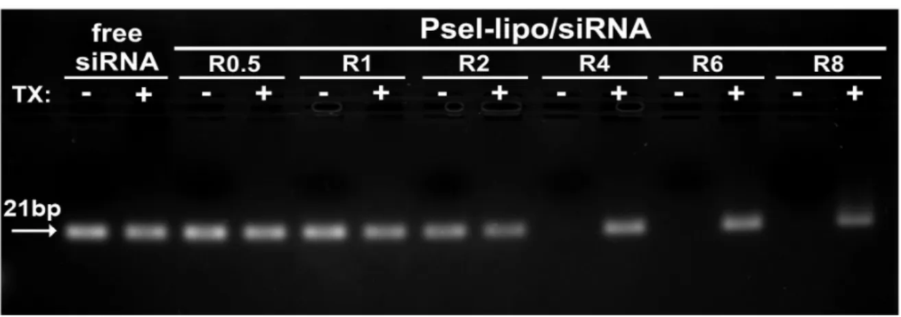 Figure 2. Agarose gel retardation assay performed for free siRNA and Psel-lipo/siRNA complexes at  different charge ratios +/− (R) (200 ng siRNA/lane), in the absence or presence of 1% Triton X-100 (TX)