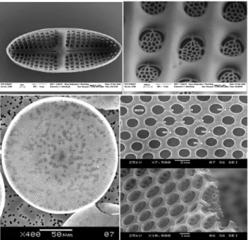 Fig. 4 Hierarchical distribution of pores in diatom frustules; Top:
