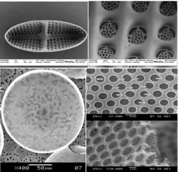 Fig. 4 Hierarchical distribution of pores in diatom frustules; Top: