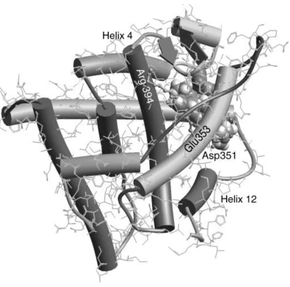 Figure 4  View of (Z)‐ 7 b docked in the antagonist binding site of hERα. This view is based  on the ligand binding site X‐ ray structural determination obtained by Shiau [9]  and the use of  several computer programs