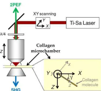 Fig.  1.  Schematic  of  the  experimental  setup  and  collagen  microchamber.  (X,  Y,  Z)  is  the  laboratory frame, with (X, Y) the image plane