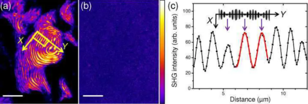 Fig.  2.  Multiphoton  Imaging  of  a  liquid  crystalline  collagen  solution  in  acetic  acid  (500mM,  pH=2.5)