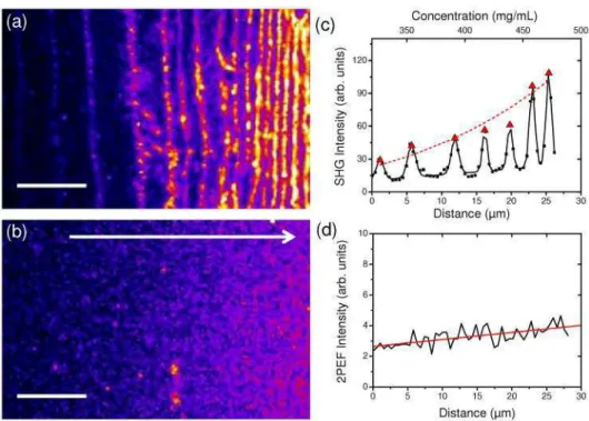 Fig.  5.  Multiphoton  Imaging  of  a  liquid  crystalline  collagen  solution  in  acetic  acid  (5mM  pH=3.5)