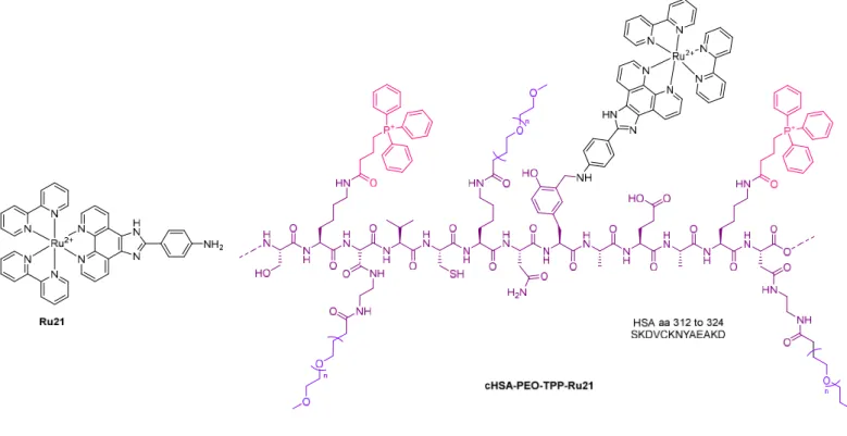 Figure 6. a) Chemical structure of [Ru(bpy) 2 Hipa] 2+  (Ru21), b) Schematic illustration of a part of cHSA-PEO-TPP-Ru21  showing how PEG (in blue), TPP (in pink) and Ru21 (in black) are conjugated to HSA (in purple)