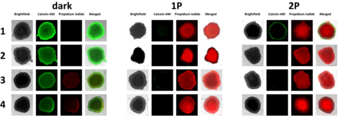 Figure 5. Representative image of the viability assay with HeLa MCTSs kept in the dark and  exposed to light