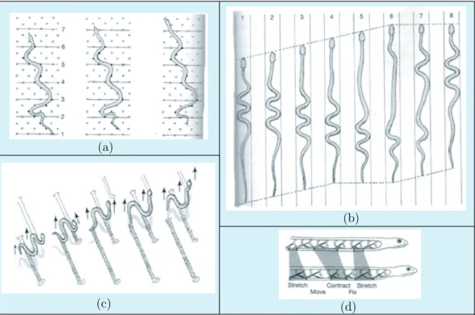 Figure 2.4 – How snakes move