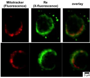 Figure  S13  –  Confocal  fluorescence  images  of  HT29-MD2  cells  incubated  with  a  mitochondrial  marker  (Mitotracker TM ,  fluorescence)  and  X- X-fluorescence maps of 1 (Re, X-X-fluorescence)