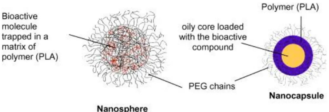 Fig. 2. Structures of the PEG-PLA nanosphere and nanocapsule. 