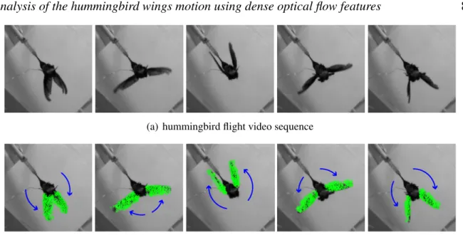 Figure 2. Hummingbird wing motion analysis from a dense optical flow computation.