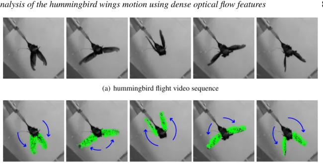 Figure 2. Hummingbird wing motion analysis from a dense optical flow computation.