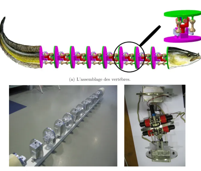 Figure 1.5 – Des photos du prototype robot anguille.