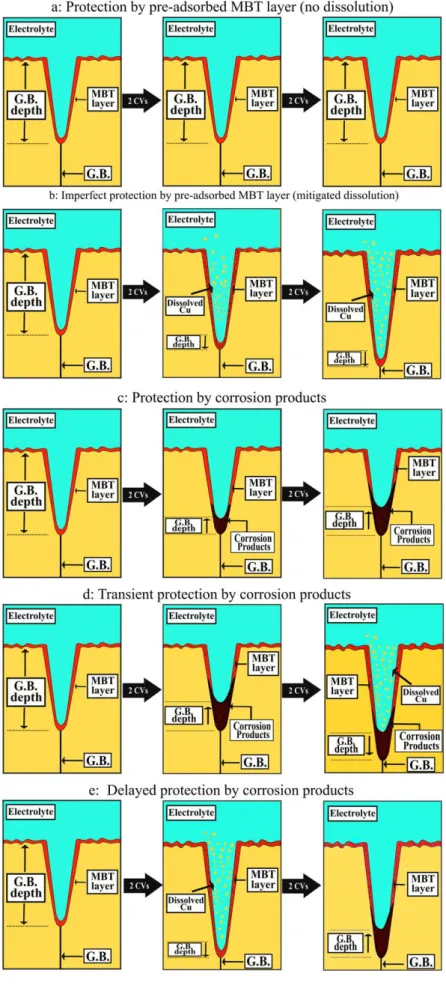 Figure 5. Schematic illustration of observed MBT inhibiting effects on early intergranular corrosion of copper in acid electrolyte.