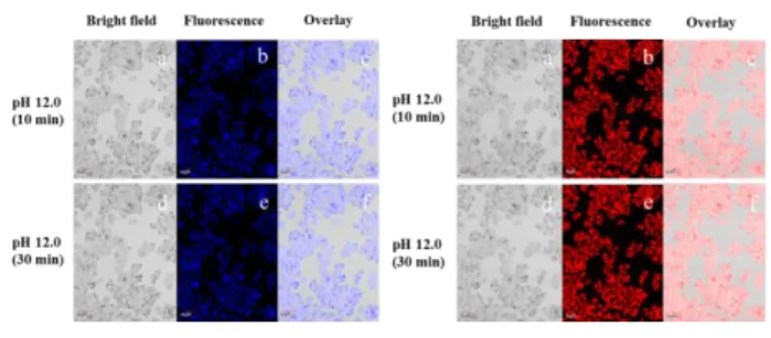 Fig.  10.  Dynamic  fluorescence  images  of  living  HeLa  cells  on  incubation  with  10  μM  DDTM  for  different  times  10  min  (a,  b,  c)  and 30 min (d, e, f) in pH 12.0 medium
