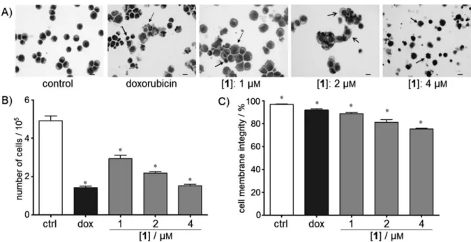 Figure 1. Effect of 1 on A) HL-60 cell morphology, B) membrane integrity, and C) cell number, as determined 