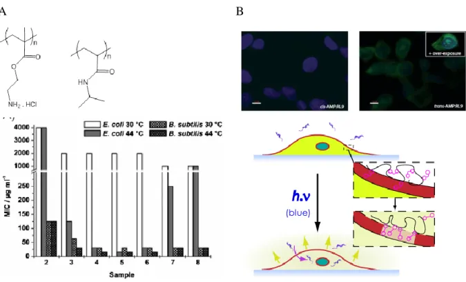 Figure  2.  Stimuli-responsive  amphiphilicity  of  polymers  controlling  cell  membranes