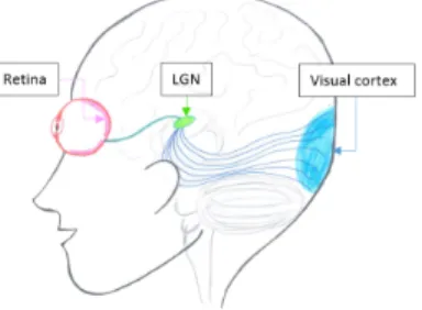 Figure 1: Representative schema of the human visual system. The retina, the LGN and the visual cortex belongs to three different parts of the skull.