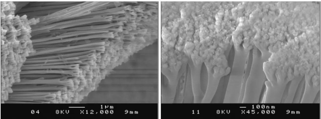 Figure 2-3 Nanofils de nickel synthétisés dans une membrane « anodisc 13 »  après élimination de  l’alumine 