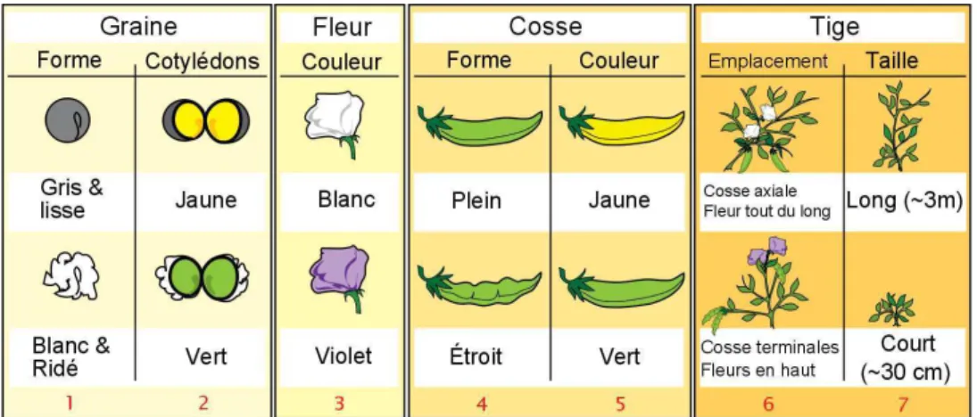 Figure 1.1 – Les sept phénotypes observés par Gregor Mendel w .