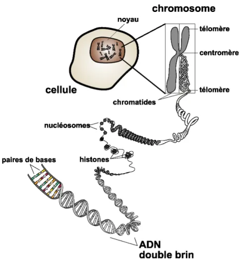 Figure 1.2 – Schéma d’un chromosome et de la molécule d’ADN (source : National Institutes of Health, National Human Genome Research Institute, Division of Intramural Research)