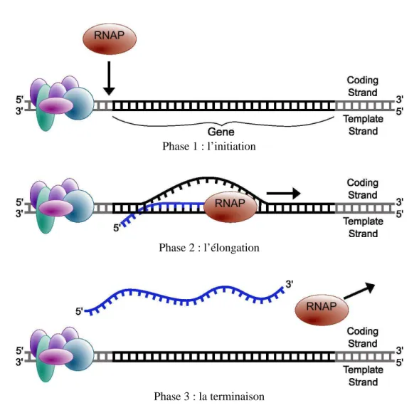 Figure 1.8 – Les différentes étapes de la transcription de l’ADN à l’ARN w . – La suppression
