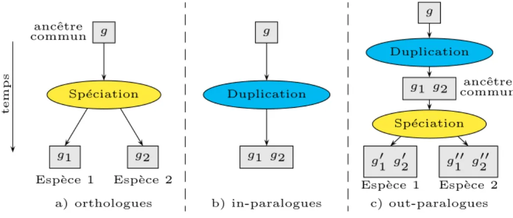 Figure 1.9 – Illustration de gènes orthologues, in-paralogues et out-paralogues. Dans le cas a), les gènes g 1 et g 2 sont orthologues