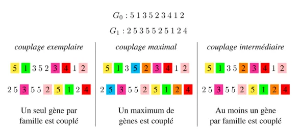 Figure 2.1 – Exemple de couplage des gènes pour chacun des modèles. Le couplage est représenté par le code couleur