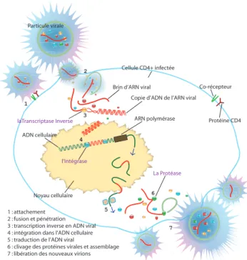 Figure 2.1 – Le cycle de vie du VIH dans l’organisme. Cas particulier de l’infection d’une cellule T CD4.
