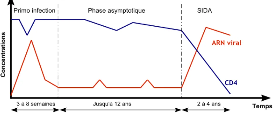 Figure 2.3 – Les 3 phases de l’évolution de l’infection VIH/SIDA.