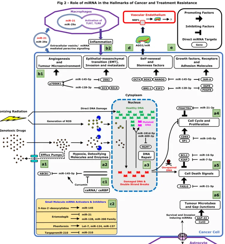 Fig 2 - Role of miRNA in the Hallmarks of Cancer and Treatment Resistance 