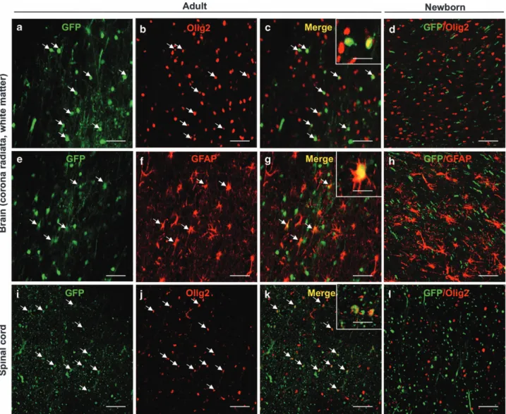 Table 2. Anti-AAV9 antibodies in cats injected with scAAV9-CMV-GFP by intracisternal route