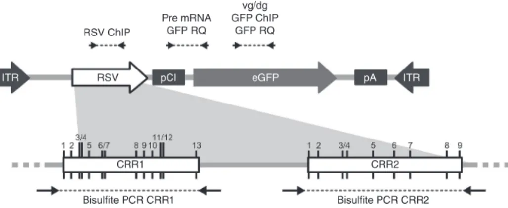 Figure 1   Schematic representation of the rAAV2/8-RSV-GFP genome and position of PCR primers