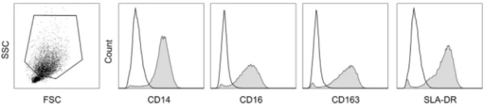 Fig. 2. Adrenoreceptor mRNA expression in porcine BMM.