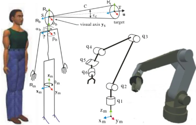 Figure 10. Manikin skeleton and robot kinematics; visibility cone and target definition