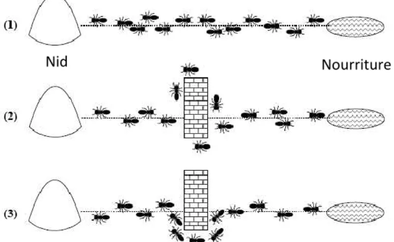 Fig. 3.7 Faculté d'une colonie de fourmis de retrouver  le plus court chemin 