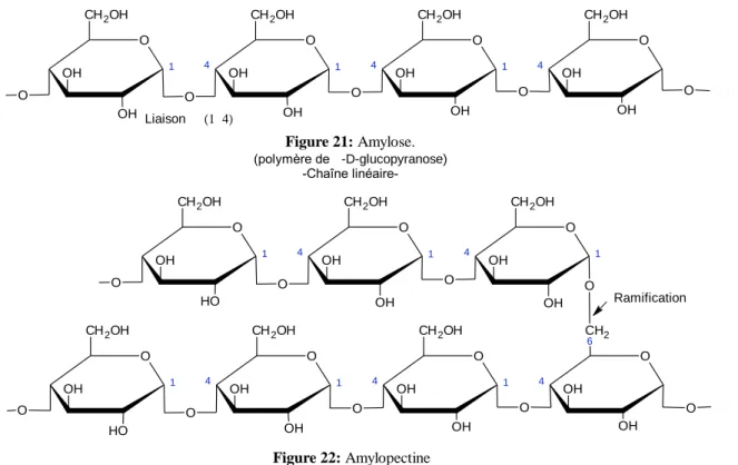 Figure 21: Amylose. (polymère de a-D-glucopyranose) -Chaîne  linéaire-O4OHCH2OHOHO41OHCH2OHOHOOH1CH2OHOHOO41OHCH2OHOHOO OO CH 3CH3Liaison  a (1-4)aaaa Figure 22: Amylopectine (polymère du a-D-glucopyranose) -Chaîne  ramifiée-O4OHCH26OHO41OHCH2OHOHOOH1CH2OH