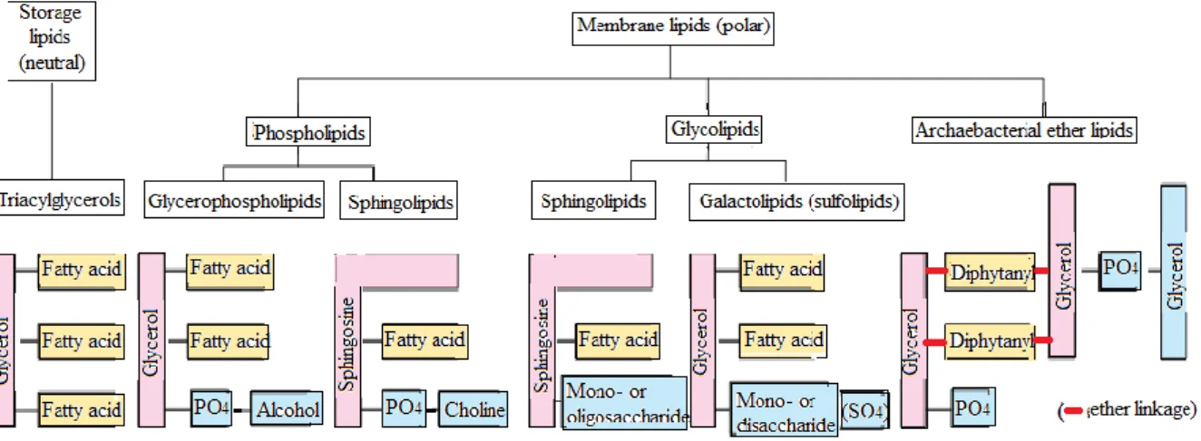 Figure 1 : Classification des lipides. 