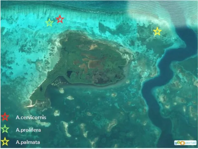 Figure  5  :  emplacements  des  sites  de  prélèvement  des  boutures  coralliennes  sur  le  platier  de  la  barrière récifale du Grand Cul-de-Sac Marin
