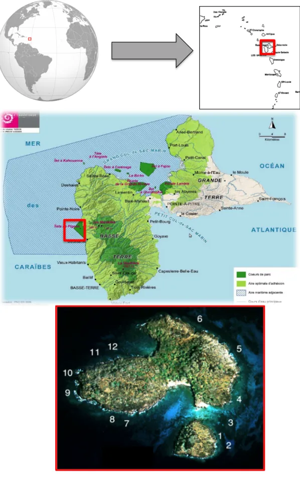 Figure  1 :  Emplacement  des  îlets  Pigeon  en  Guadeloupe  et  vue  aérienne  de  ces  derniers