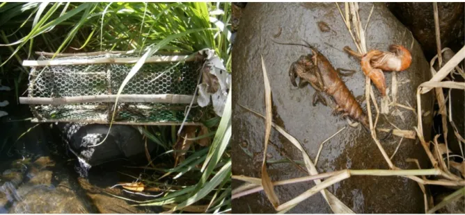 Figure 3 : À gauche nasse en bambou en bordure de la rivière de Moreau, à droite Atya scabra et Macrobrachium sp morts  par empoisonnement.