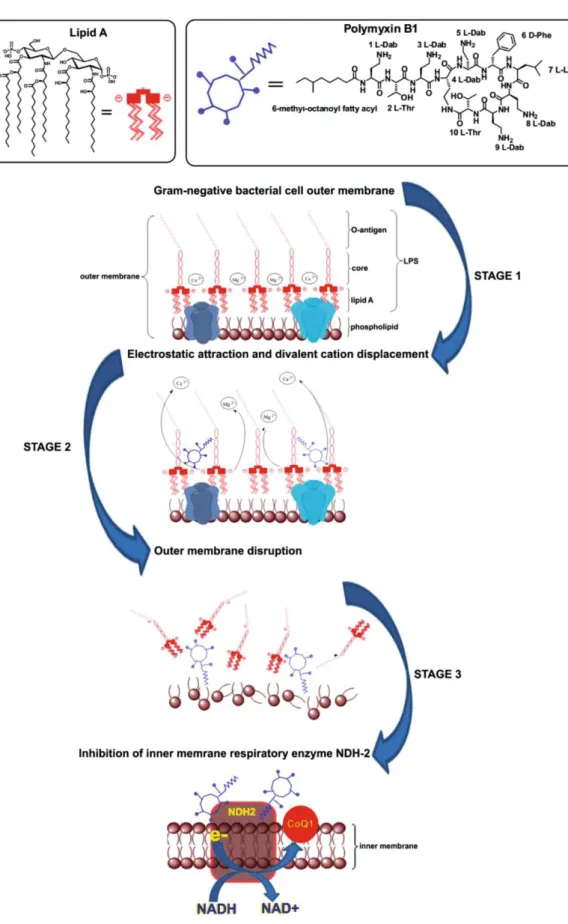 Figure 3. Lipid A and Polymyxin B structures and its likely-mode interaction with outer  membrane  