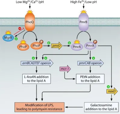 Figure 9. Regulation pathways of LPS modifications involving PhoP/PhoQ and  PmrA/PmrB two-component system 