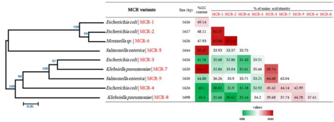 Figure 11. General features of MCR variants including their phylogenetic relationship with  other MCR 