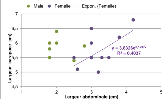 Figure 3-4.2 : Relations anatomiques chez le crabe mâles (caractères sexuels  secondaires) 