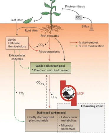 Figure 4. The microbia l metabolic p rocesses in plant-soil system involving microbial C  pump (MCP)