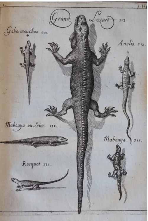 Fig. 18.  Planche présentant les squamates de la Guadeloupe (Père Du Tertre, 1667). 