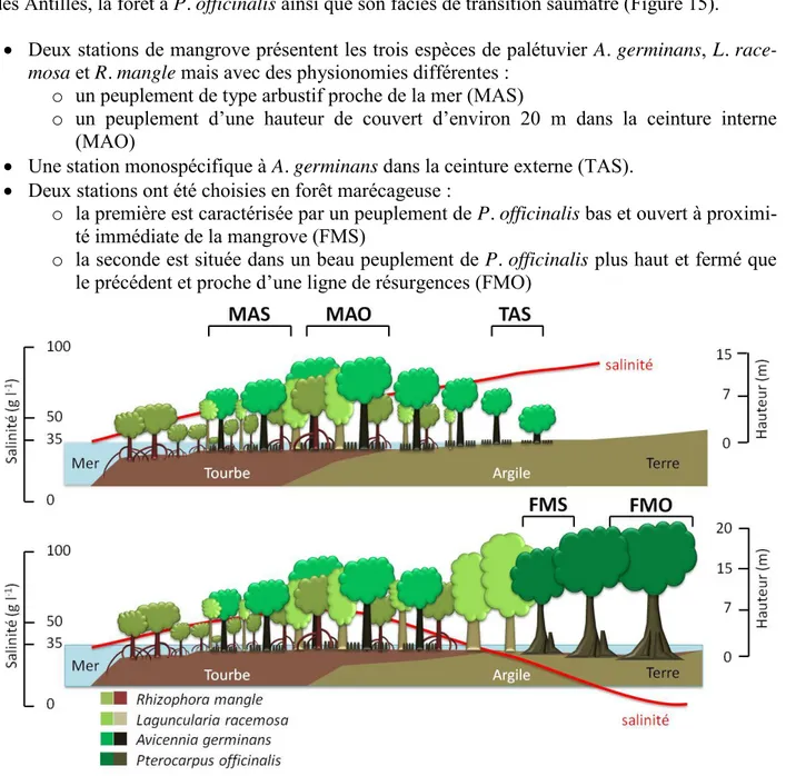 Figure 15. Positionnement des stations selon la structure de la végétation et les gradients de  salinité