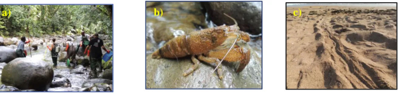 Figure 4- a) pêche électrique pour le suivi de peuplement  à la rivière de la Lézarde, Petit- Petit-Bourg ; b) Cacador (Atya scabra) péchée à la rivière de la Lézarde, Petit-Petit-Bourg ; c) Trace  de ponte de tortue Luth, Sainte-Rose  (Source : Sadjan ) 